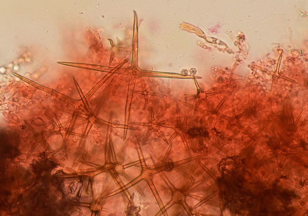 Asterostroma cervicolor